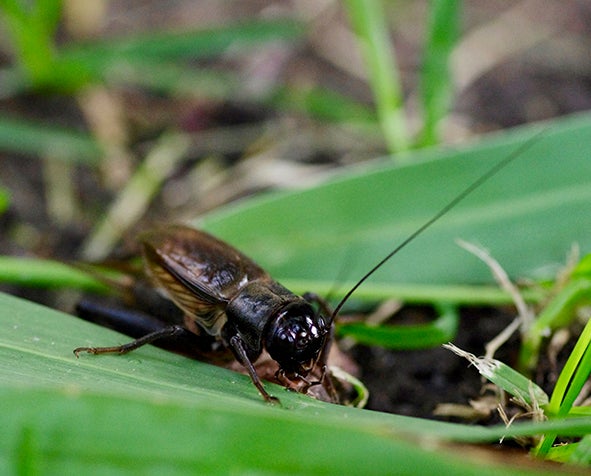 cricket-on-leaf