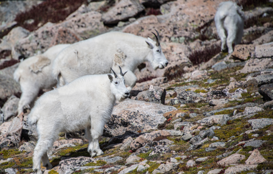 mountain goats