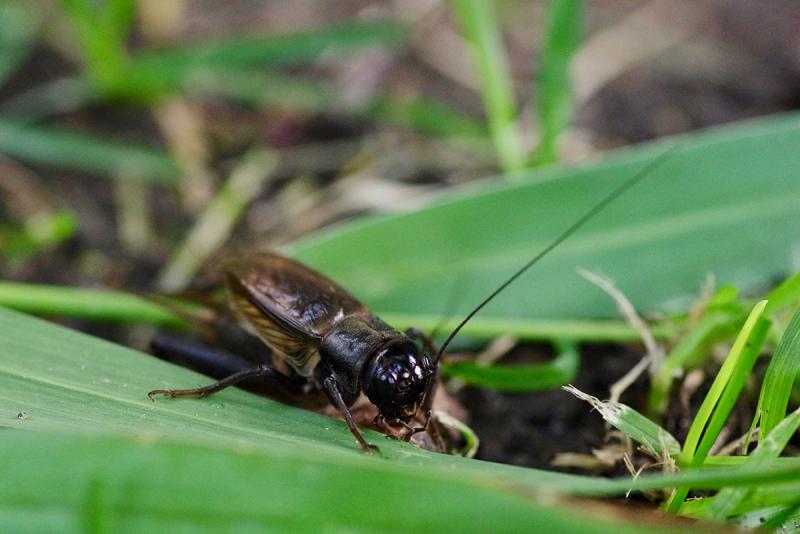 Cricket on leaf