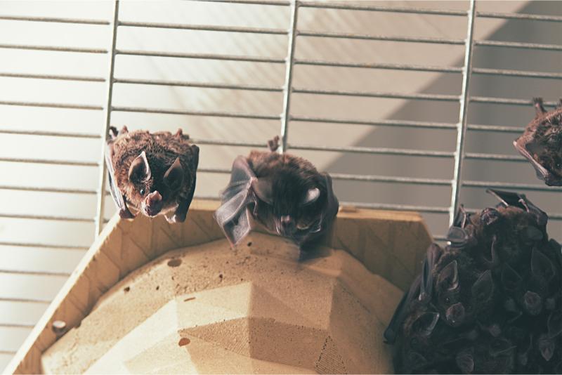 Bats hanging inside a cage